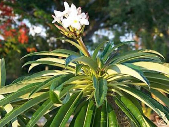 White Pachypodium Lamerei Plant Seeds for Planting, 100 pcs