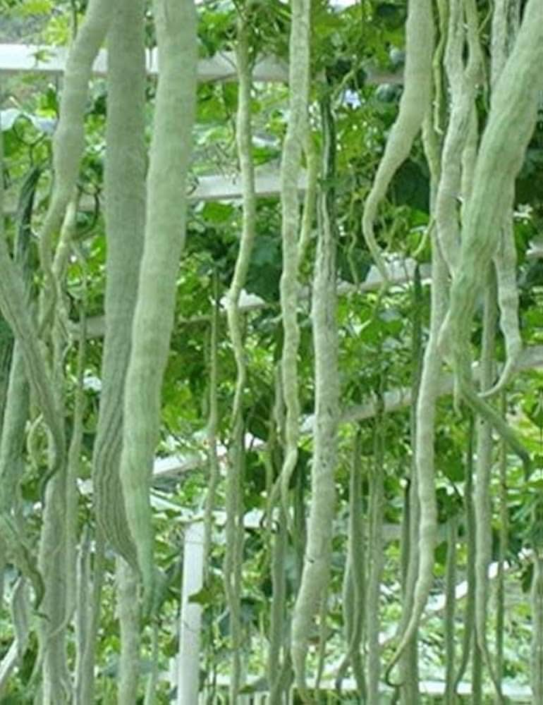 Snake Gourd Trichosanthes cucumerina Vegetable Seeds for Planting Long Snake Variety in Home Garden