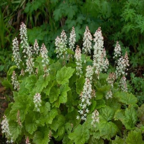 White Tiarella Flower - Heirloom, Non - Gmo Seeds