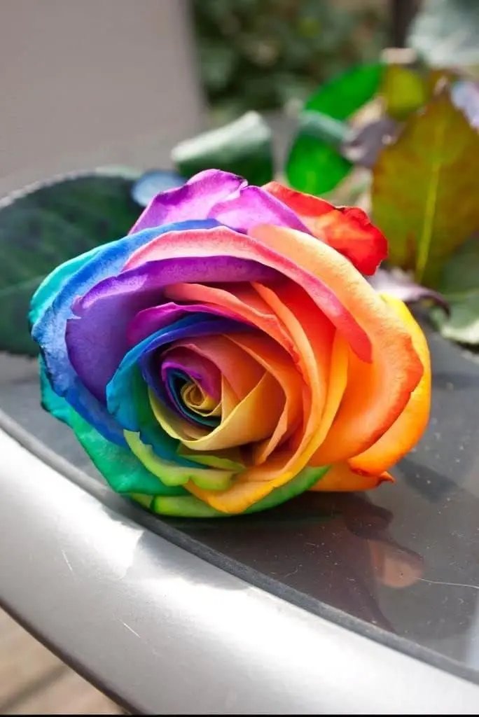 Rainbow Rose Plant Seeds for Garden - Heirloom Non-GMO Seeds for Planting and Growing Dhara Seeds