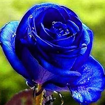 Brown Rose Flower - Heirloom, Non - Gmo Seeds