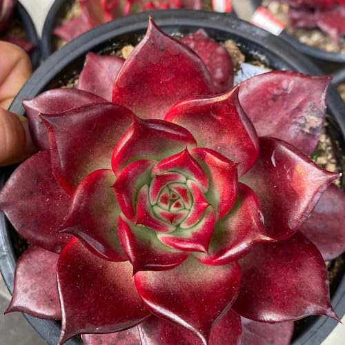 Giant Succulent Red - Heirloom, Non - Gmo Seeds