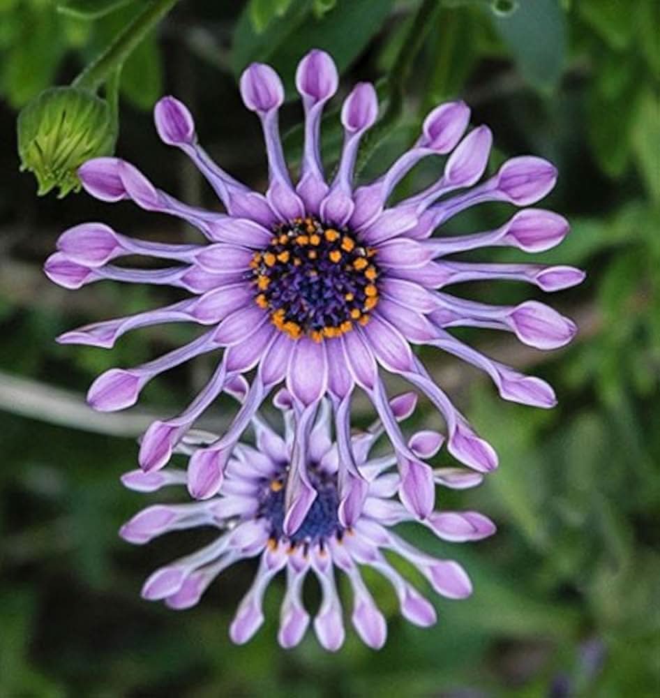 Blue Eyed Daisy Osteospermum Flowering Seeds For Planting