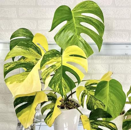 Yellow Green Monstera