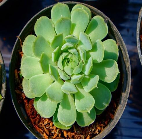 Green Echeveria - Heirloom, Non - Gmo Seeds
