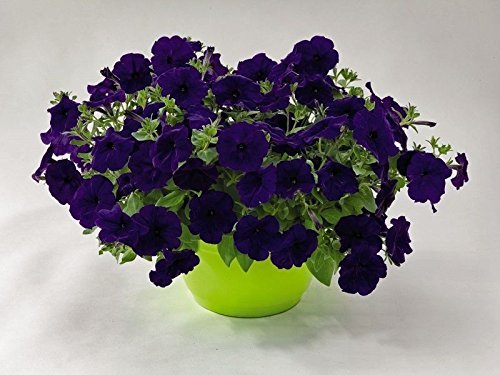Trailing Petunia Seeds Erfolg Blue Pelleted Pieces for Garden