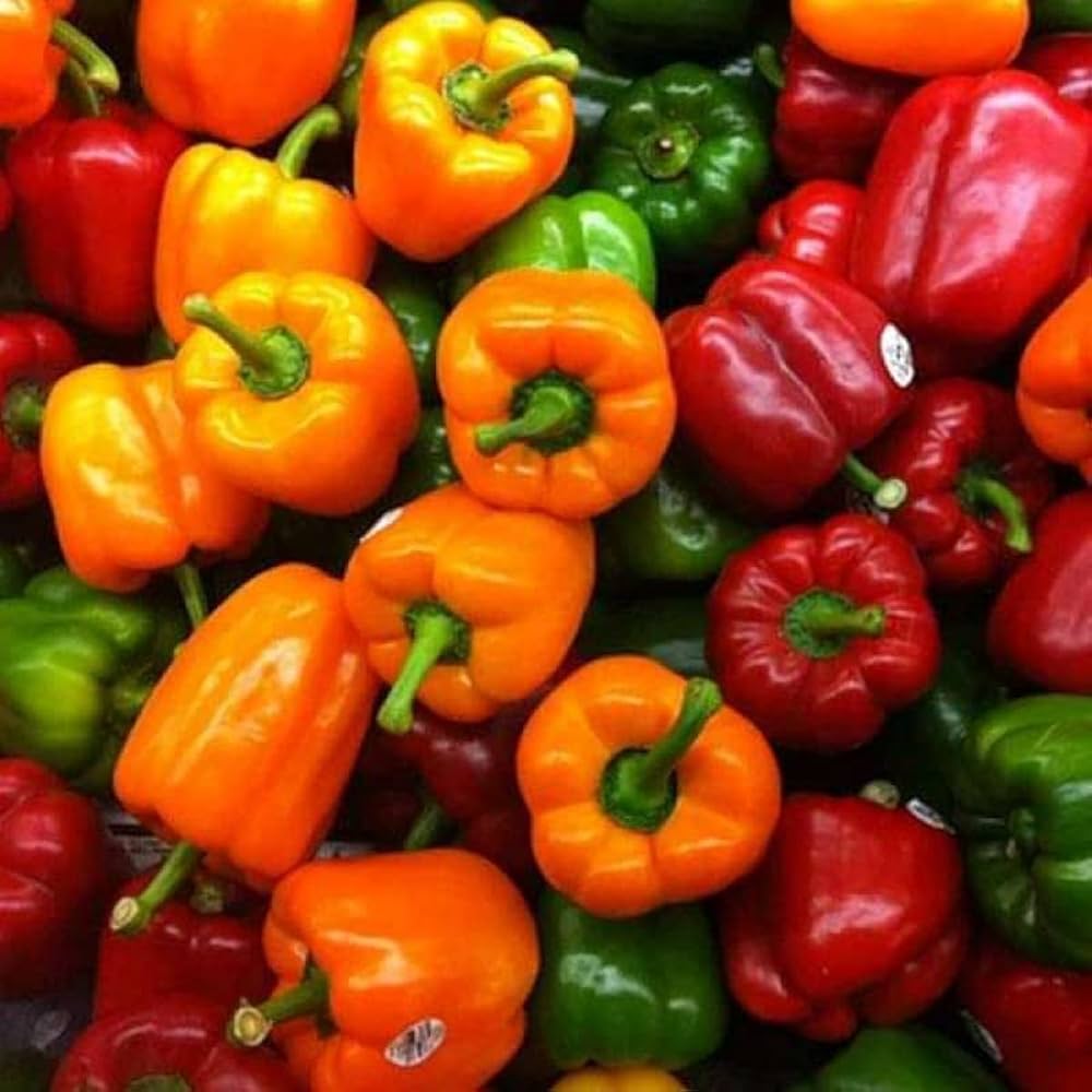 Chili Pie bell pepper seeds for home vegetable garden