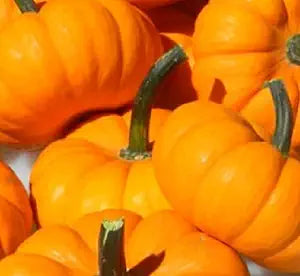 Pumpkin Cucurbita pepo Jack Be Little vegetable seeds for planting in kitchen garden or small containers