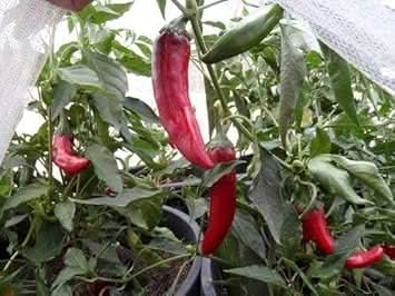 Red Kalocsa Seeds for Planting