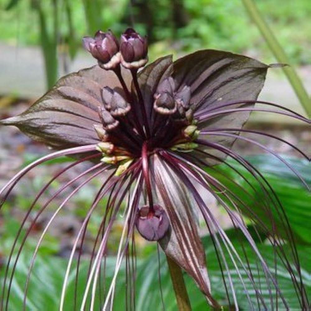 black orchid flower seeds Orchid Seeds