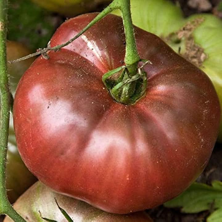 Large Barred Boar Tomato Seeds for Planting – Heirloom, Non-GMO, Unique Flavor