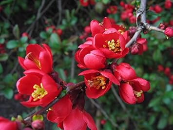 Red Chaenomeles Japonica Heirloom Non Gmo Image