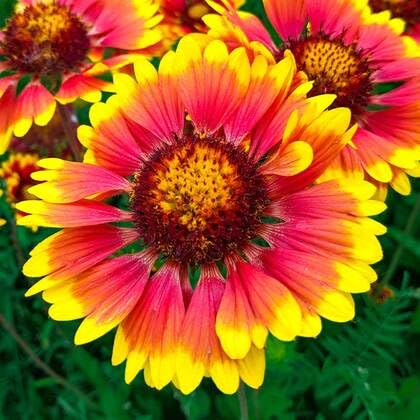 Red Yellow Gaillardia Flower - Heirloom, Non - Gmo Seeds