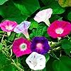 Beach Morning Glory Seeds for Planting Ipomoea pes-caprae for Coastal Garden and Flower Bed