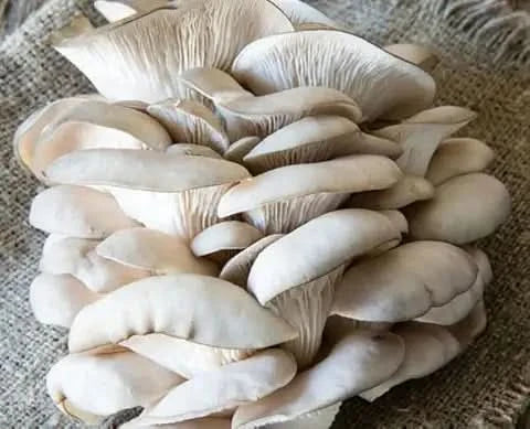 Rare Edible Mushroom Seeds - 20 Types for Happy Farm Gardening