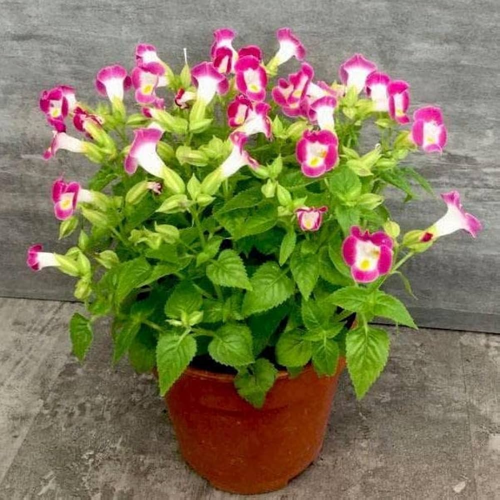Pink Torenia Flower Seeds for Planting - 100 pcs for planting in your garden.