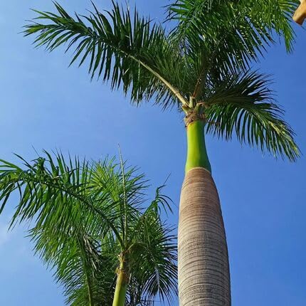 Palm Tree Green - Heirloom, Non - Gmo Seeds