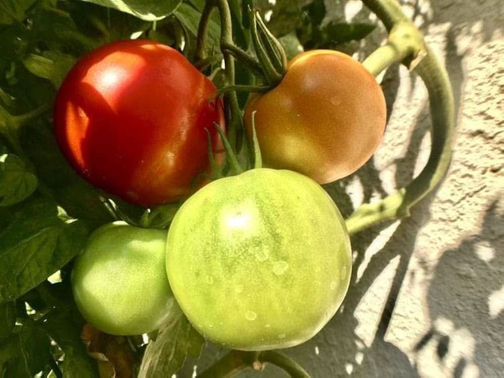 Aussie Tomato Beefsteak Heirloom Vegetable Seeds