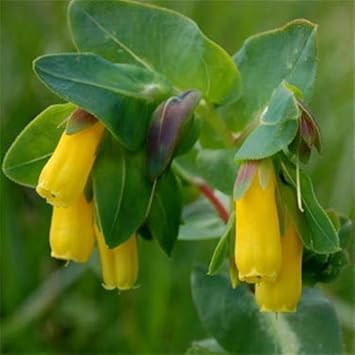 Yellow Cerinthe Flower Seeds for Planting – Organic, Heirloom, Non-GMO Garden Seeds for planting in your garden.