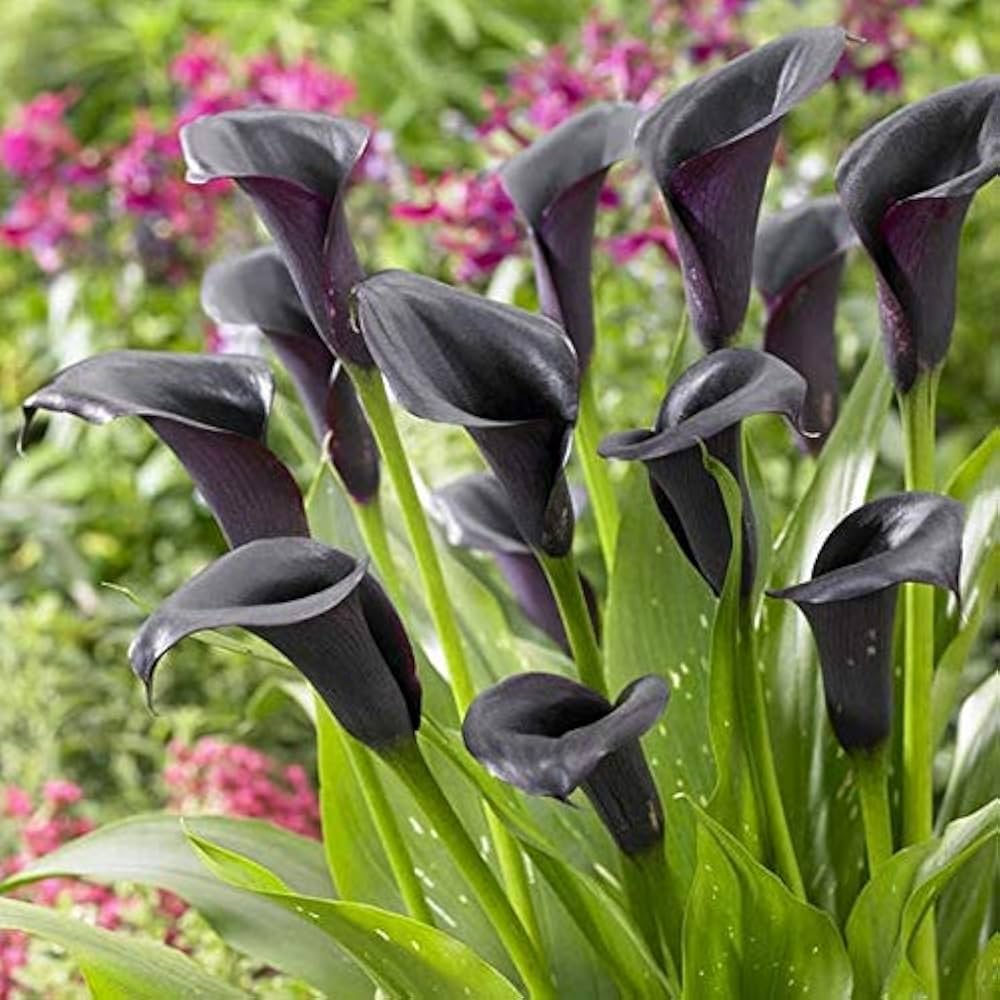 Dark Gray Giant Lily Calla Lily Seeds ( , Rare)