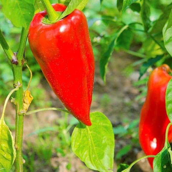 Leutschauer Paprika Capsicum annuum Pepper Seeds for Planting in Garden