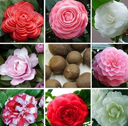 Don Mac Camellia Antique Flower Seeds ( )