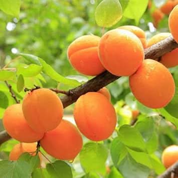 Apricot Fruit Seeds for Planting - Growing Delicious & Sweet Apricots at Home, GMO Free