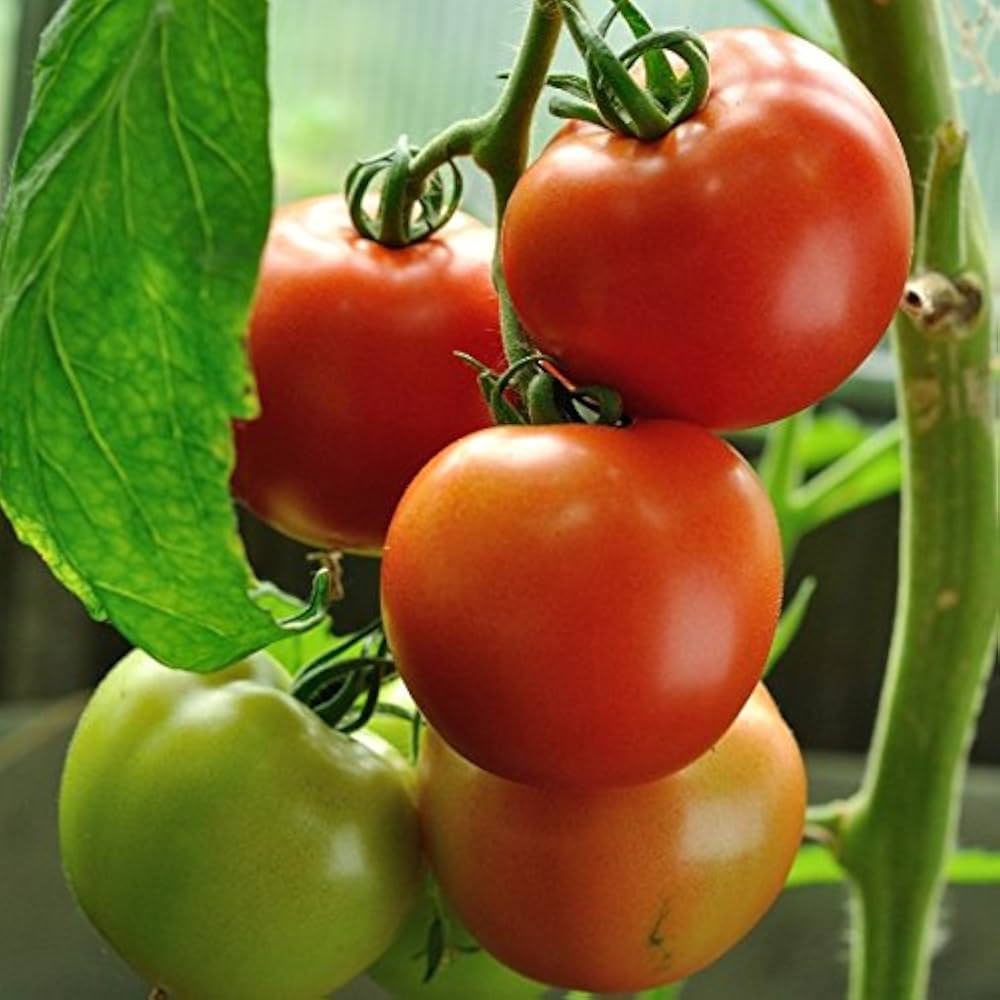 Red Tomato (Solanum lycopersicum) seeds for planting in vegetable garden