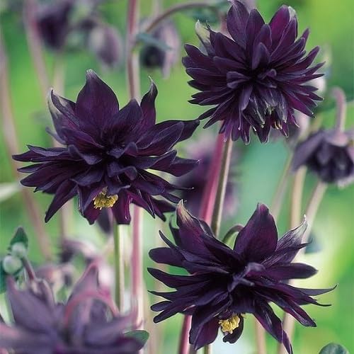 Black Aquilegia Flower