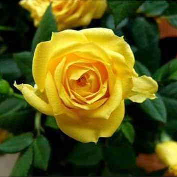 Miniature Rose Flower Heirloom Non Gmo Image
