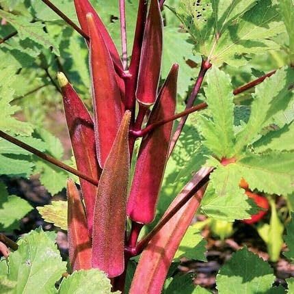 Red Okra - Heirloom, Non - Gmo Seeds