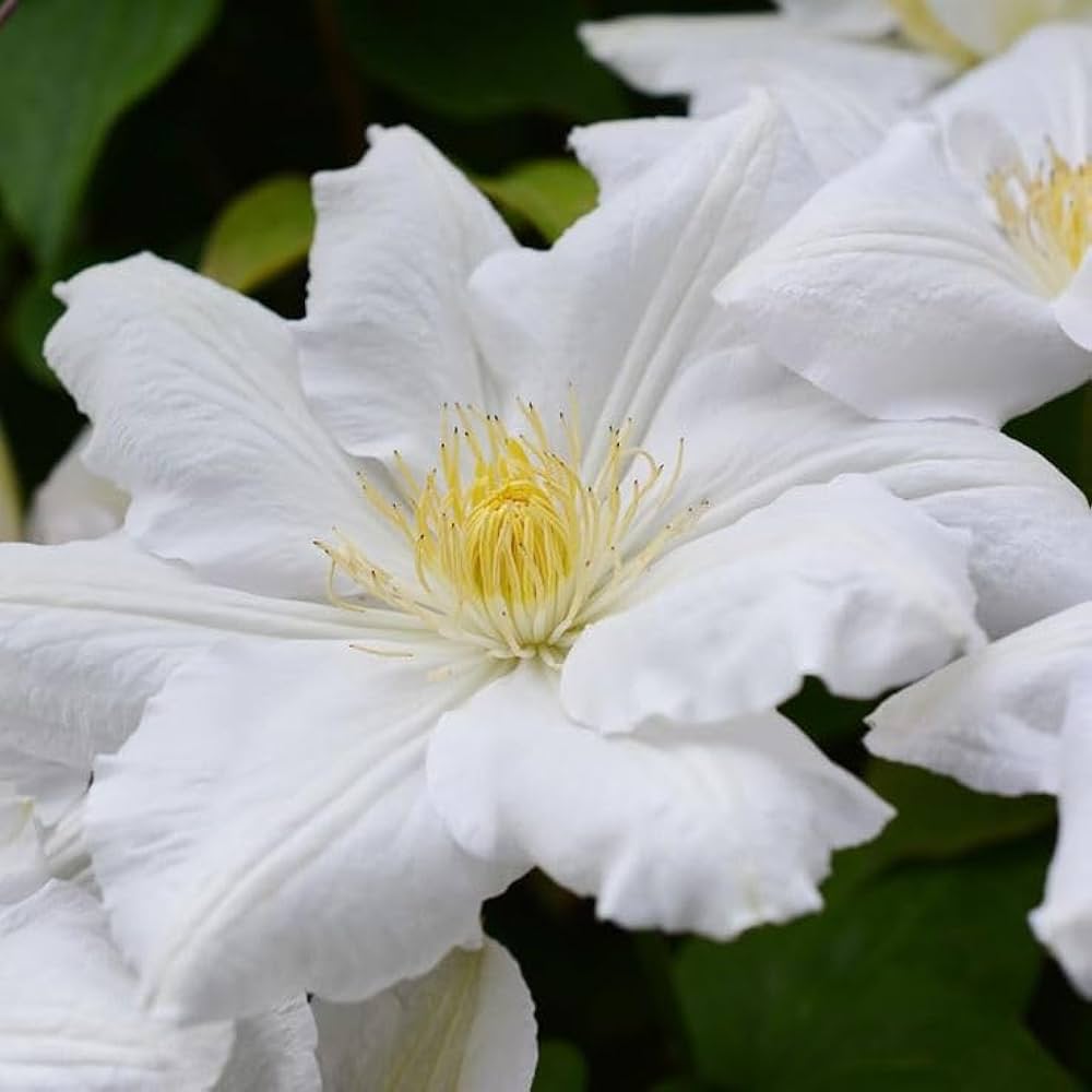 Clematis Rampicant White Flower Seeds for climbing display