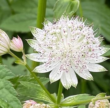 Seeds (Seeds scientific name) for planting in garden