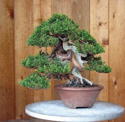 Green Juniper Bonsai Tree