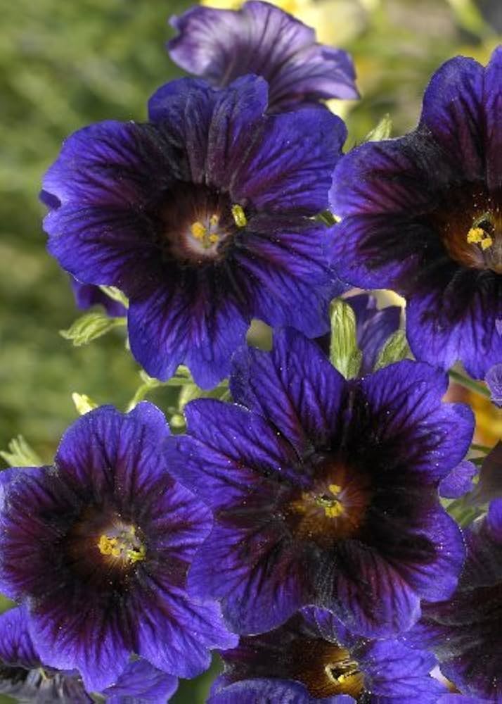 Salpiglossis Salpiglossis Sinuata Velvety Kew Blue Flower Seeds for Planting – Unique Ornamental Blooms for Garden Beds
