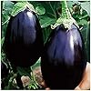 Eggplant Black Solanum melongena vegetable seeds for planting in home garden or backyard gardening