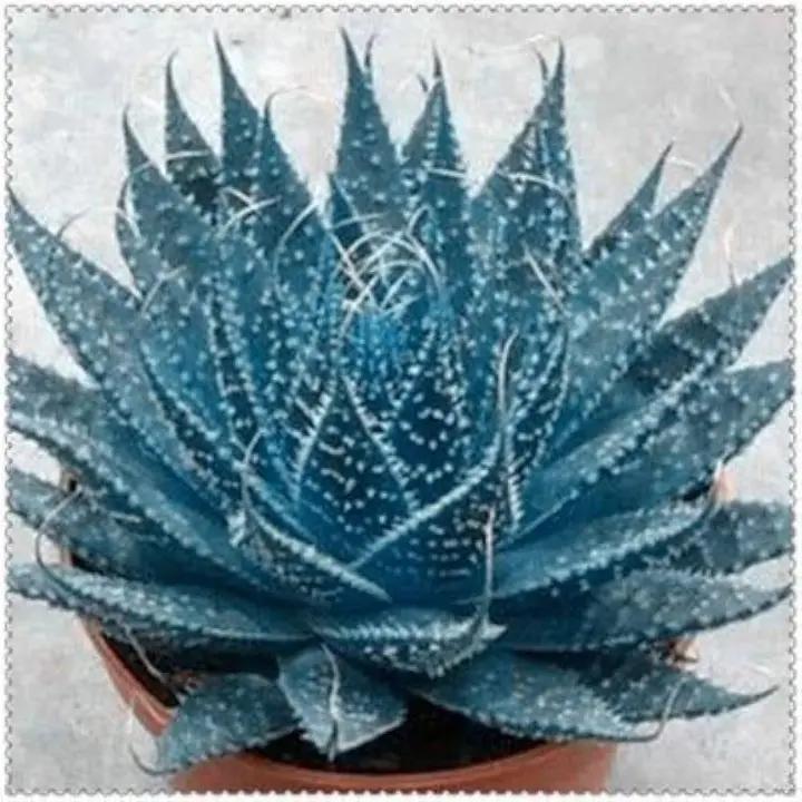 Blue Maguey Aloe Plant Seeds for Planting NON GMO Seeds Dhara Seeds