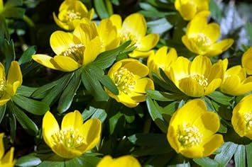 Fresh Winterling Flower Seeds for Planting - 100