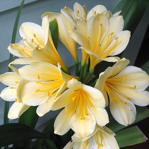 Yellow Clivia Flower - Heirloom, Non - Gmo Seeds
