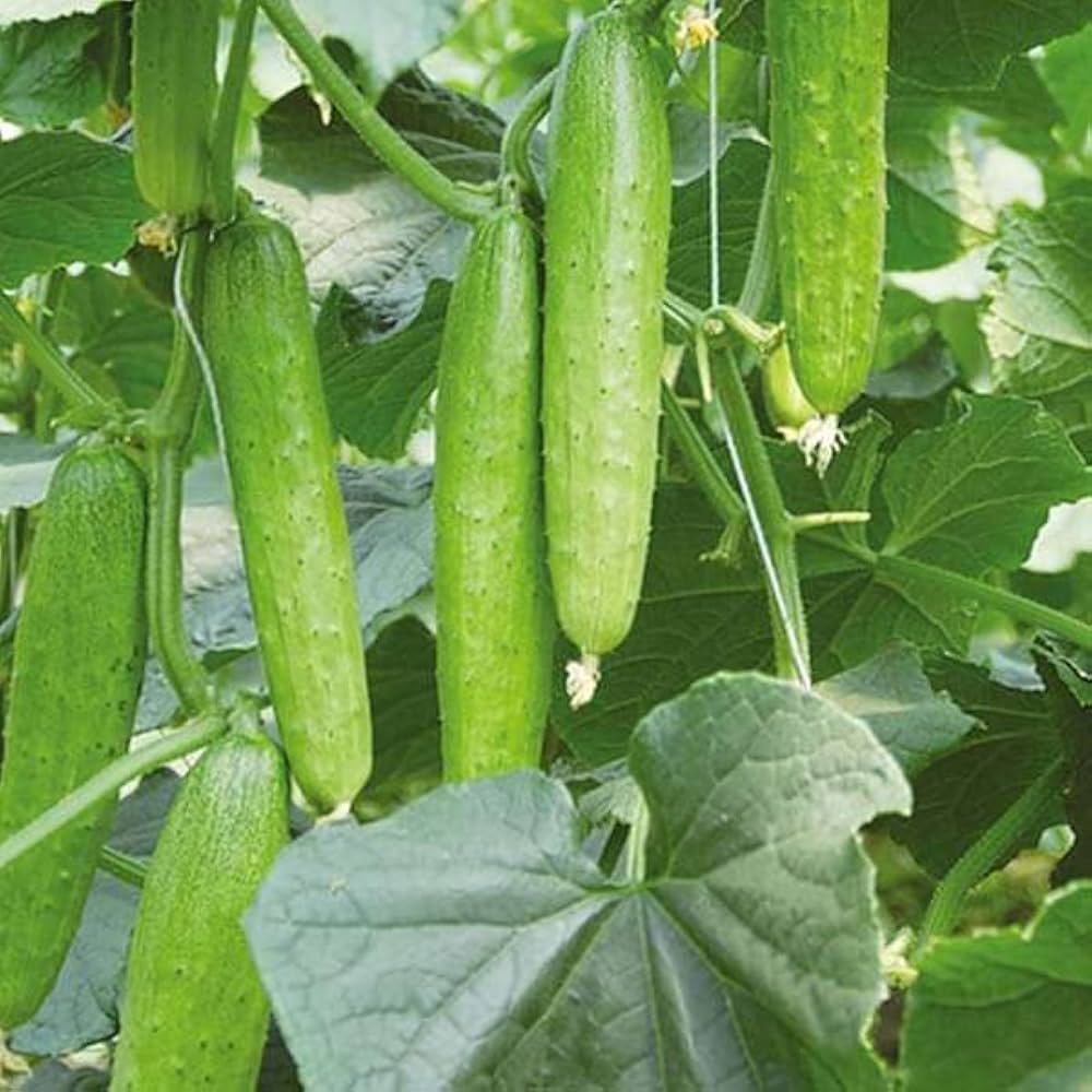 Eureka Cucumber Seeds for Planting Cucumis sativus for vegetable patch and home gardens