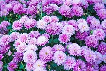 Organic Purple White Chrysanthemum Flower Seeds for Planting – Heirloom, Non-GMO