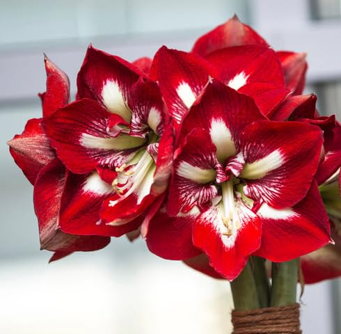 Red White Amaryllis Flower