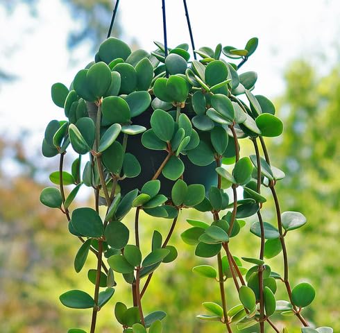 Green Peperomia Tetraphylla - Heirloom, Non - Gmo Seeds