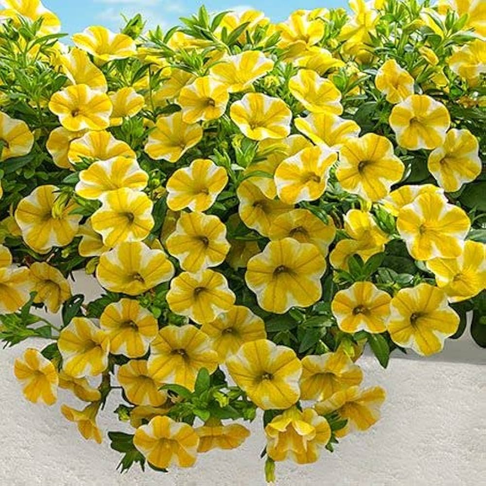 White Yellow Calibrachoa Seeds for Planting – Organic, Heirloom, Non-GMO for planting in your garden.