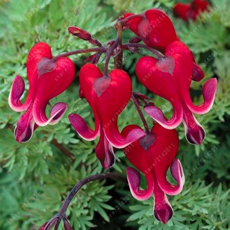 Dicentra Spectabilis Seeds (Bleeding Heart, Rare Orchid, )