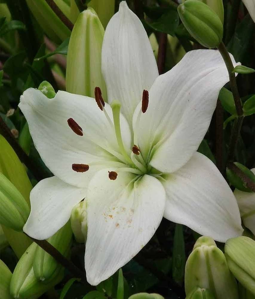 Blue Heart Lily Lilium spp. flower seeds for vertical garden use