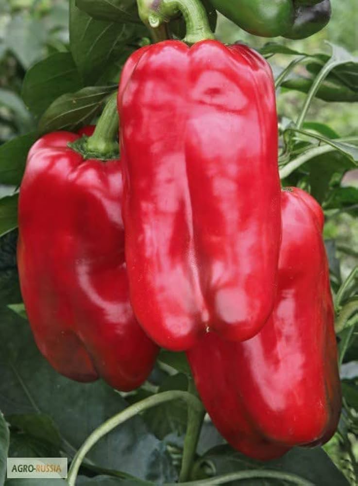 Russian Giant Pepper Capsicum annuum vegetable seeds for planting in kitchen garden and patio pots