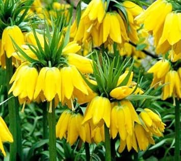 Yellow Imperial Crown Flower Seeds for Planting – 100 pcs for planting in your garden.