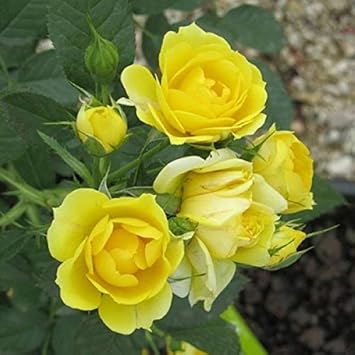 Rose Flower - Heirloom, Non - Gmo Seeds