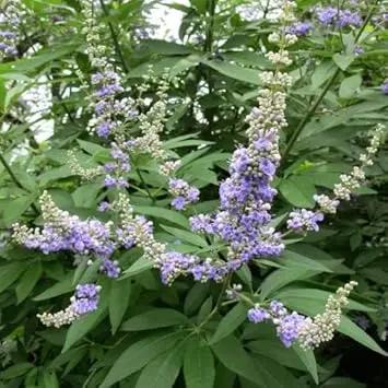 Vitex Agnus Plant Seeds for Planting – NON GMO Seeds Dhara Seeds